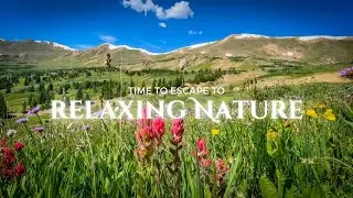 Colorado Jones Pass Wildflowers - Relaxing Nature Sounds