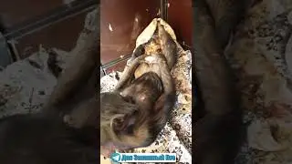 #shorts МИЛЕЙШЕЕ ВИДЕО! ШИМПАНЗЕ после сладкого сна