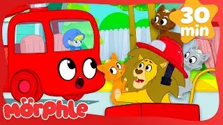 Feline Fireman 🦁🔥 | Morphle | Fun Cartoon Videos | Kids Animation