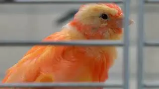 Red Factor Canary Finch Younge Singing Bird#birds #canary #redfactor #egg
