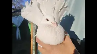 Palomas de raza colipava