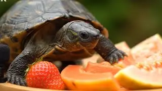 🐢🍓🥭 ASMR Turtle Eating Strawberry, Papaya & Guava 😍 | Relaxing Crunchy Sounds 🎧
