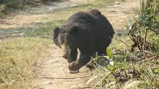 Sloth Bear Calling Her Cubs In Chitwan National Park | Sloth Bear | Jeep Safari In Nepal 