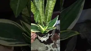 Snake plant# water#plants #viralshort