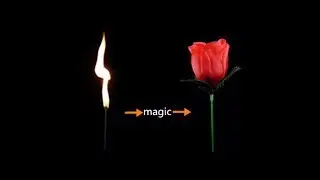 Torch To Rose Flower magic trick - SECRET REVEALED!!