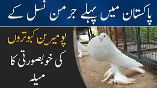 First International Pomeranian Pigeons Show In Pakistan | Pomeranian Pouter Pigeons |The Press