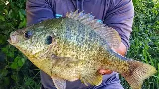 World Record Sunfish?