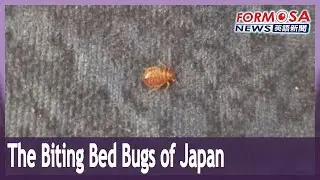 Taiwanese travelers to Japan witness bed bugs in hotels and subway cars｜Taiwan News