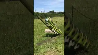 Big To Small Animal Transformation Journeys!