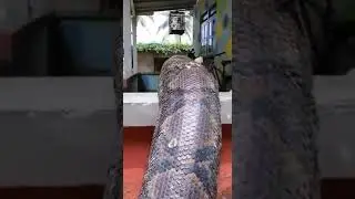 🪱 PITON RETICULADA de 10 metros