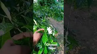 #Tagar,chameli plant, medicinal plant,
