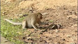 No Reason Why Patty Beating Baby Monkey Patricia Cry Extreme Seizure Like This? Patty Is So Bad Care