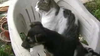 cane pazzo attacca gatto comico bello troppo forte aridox   dog cat dolce amaro