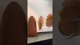 Discus fry wigglers to free swimming