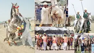 National Horse And Cattle Show Lahore Pakistan 2022 Full HD Today