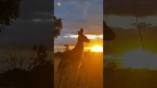Kangaroo Sounds (Kangaroo Wallaby Sunset Australia Landscape)