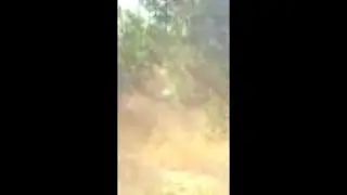 Alien/Bigfoot on Deer Cam?