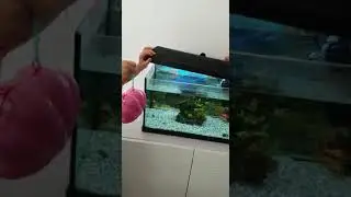Unboxing de Bloopies Shellies en la pecera