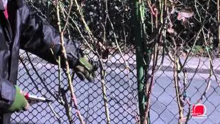 Kako pripremiti ruže za proljeće