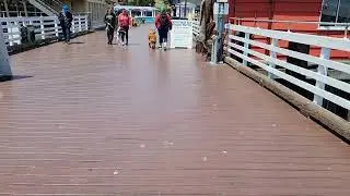 Bailey  - Urban Hiking  - passes a dog