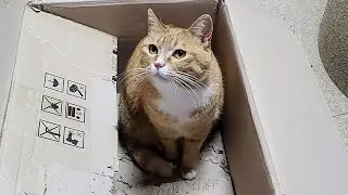 부담 100배! 11마리 고양이 약 먹이기