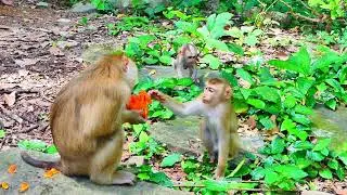 The poorest of family Luno /TopTop monkeys KH