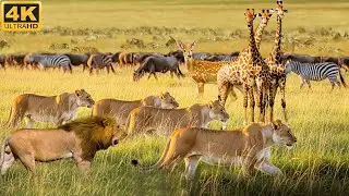 Savage Moments of the Wild | Lions, Leopards & Hyenas Hunting in 4K UHD