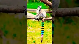 caption #animals #youtube #viral #shortvideo #love