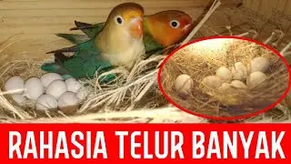 Секрет получения большого количества яиц неразлучников и заполнения клетки ими.