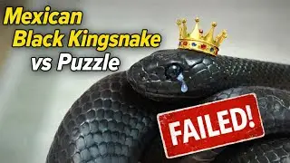 Snake Intelligence test: Mexican black kingsnake vs puzzle! 