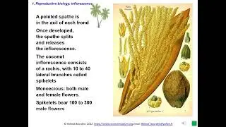 Phenotypic diversity and reproductive biology of the coconut palm