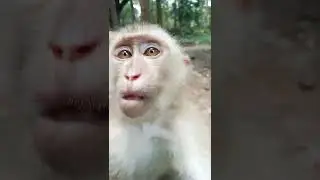 monkey nita