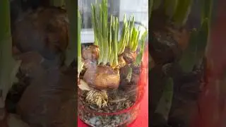 Planting Paperwhites on Rocks