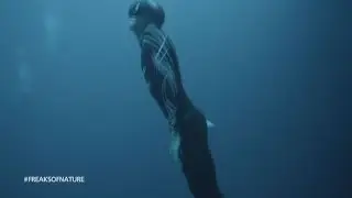 Freaks Of Nature: The Science Behind Master of the  Ocean