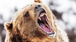 [OLD] this episode is unbearable, I bearly uploaded it so bear with it