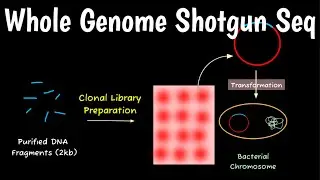 Whole Genome Shotgun Sequencing | WGS |