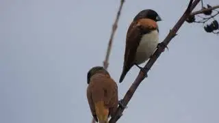 Chestnut-breasted Mannikins.