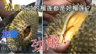 松鼠最爱来这样的榴莲园偷吃榴莲|Kajang Durian Orchard|D2 Durian