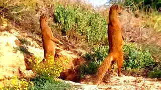 YELLOW MONGOOSES STAND UP ON GUARD ☆ MONGOOSE MAGIC MOMENTS