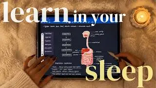 master the digestive system while you fall asleep 💤 | ASMR