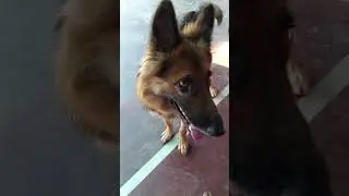 🐾 Jimmy The Bodyguard 🐶 | Real Home Security 💪 | Viral German Shepherd Shorts 2025