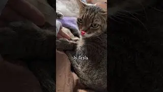The Best Cars, Right?😻 |WujiKitty #cat #funny #cute