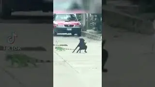 Lizard smacks black dog with tail #funny #dog #lizard #fyp #subscribe