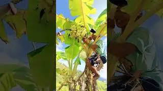 climb in the banana tree like a monkey 🐒😂