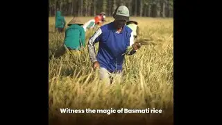 From grain to glory. Witness the magical transformation of Basmati rice.