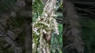 Flora&ccedil;&atilde;o da micro orqu&iacute;dea 