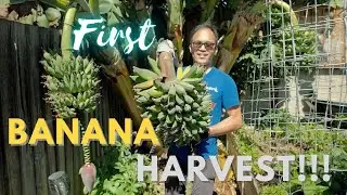 FIRST Banana Harvest in the SF Bay Area || Growing Updates!