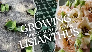 Lisianthus How-To: Growing Gorgeous Lisianthus from Seed // Backyard Flower Farm // @vego_garden 
