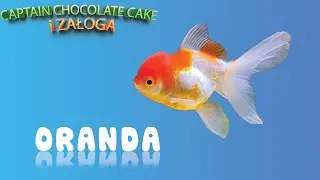 Welonka ORANDA: opieka, historia, odpowiednie akwarium. (Złota rybka, welon, welony, akwarystyka)