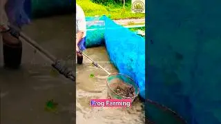 Frog farming system in China #frog #frogfarm #froglovers